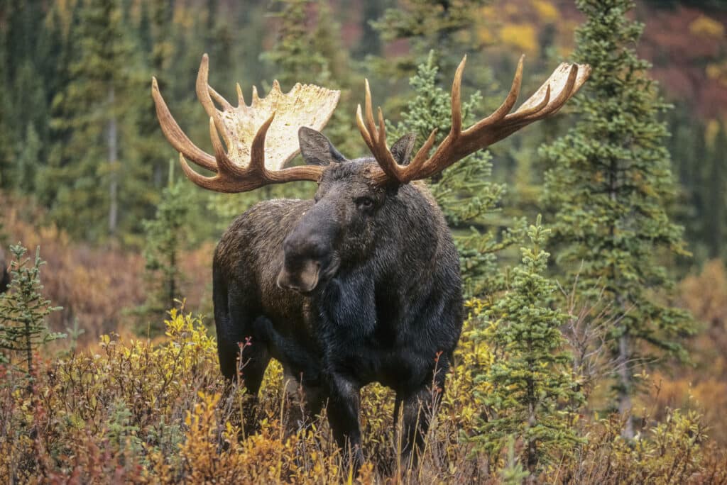 A moose in the forest. Declining Prairie moose populations