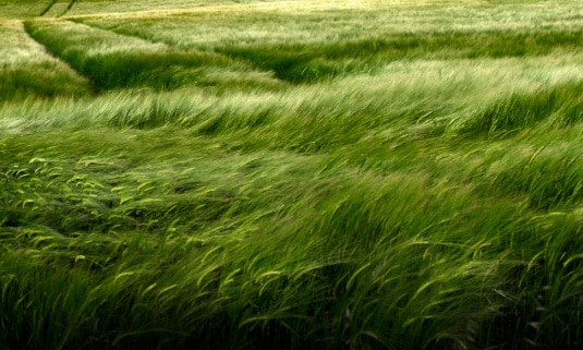 A field of green wheat on the Canadian Prairies.
